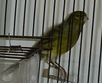 Negro amarelo