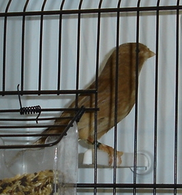 Castanho amarelo