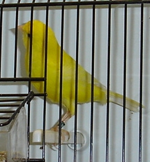 Lipocromo amarelo intensivo