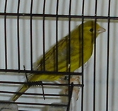 Ágata amarelo