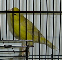 Isabel amarelo