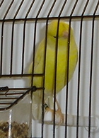 Lipocromo amarelo nevado