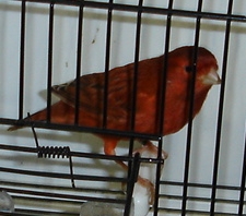 Ágata vermelho
