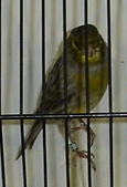 Negro amarelo mosaico