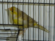 Isabel amarelo mosaico