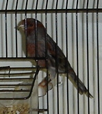 Negro vermelho mosaico (macho)