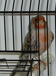 Ágata vermelho mosaico (macho)
