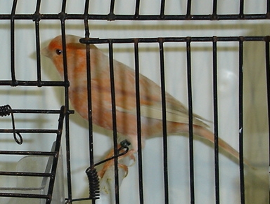 Ágata e Isabel pastel vermelho