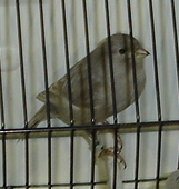 Negro asa cinza branco