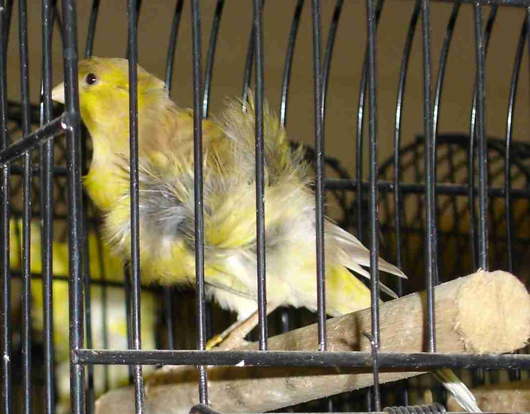 Fiorino com poupa