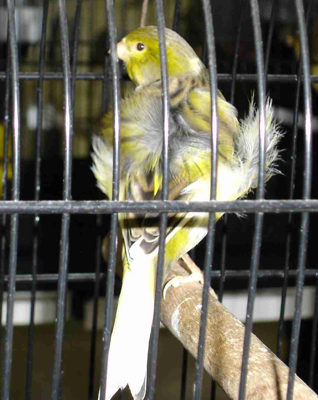 Fiorino sem poupa