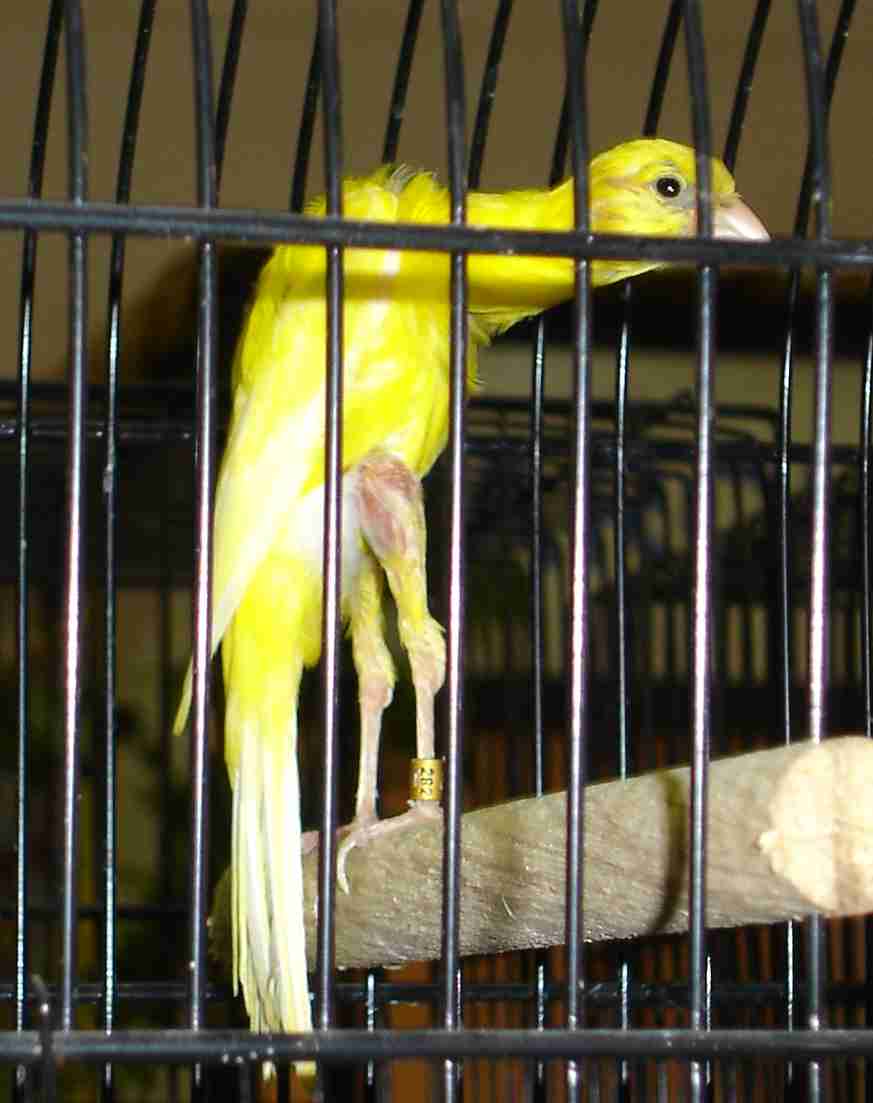 Gibber italicus