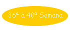 36� � 40� Semana